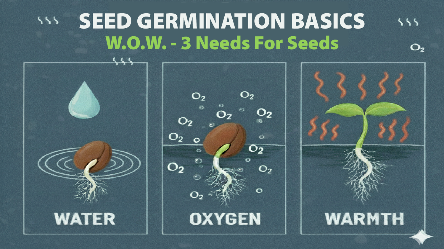 Illustration of seed germination showing the three needs for seeds: water, oxygen, and warmth, with a sprouting seed under each condition.