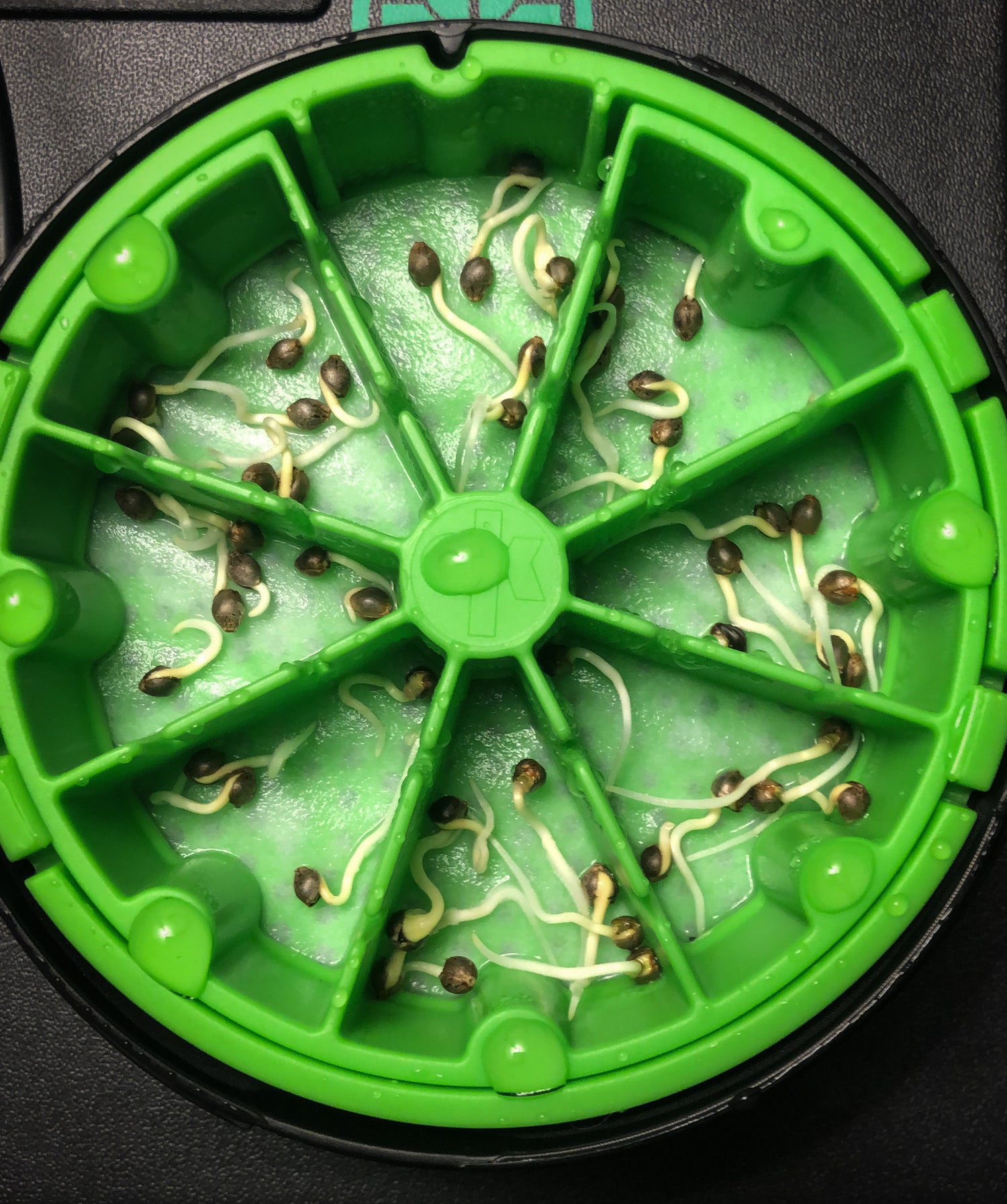 KAN® Germination KIT