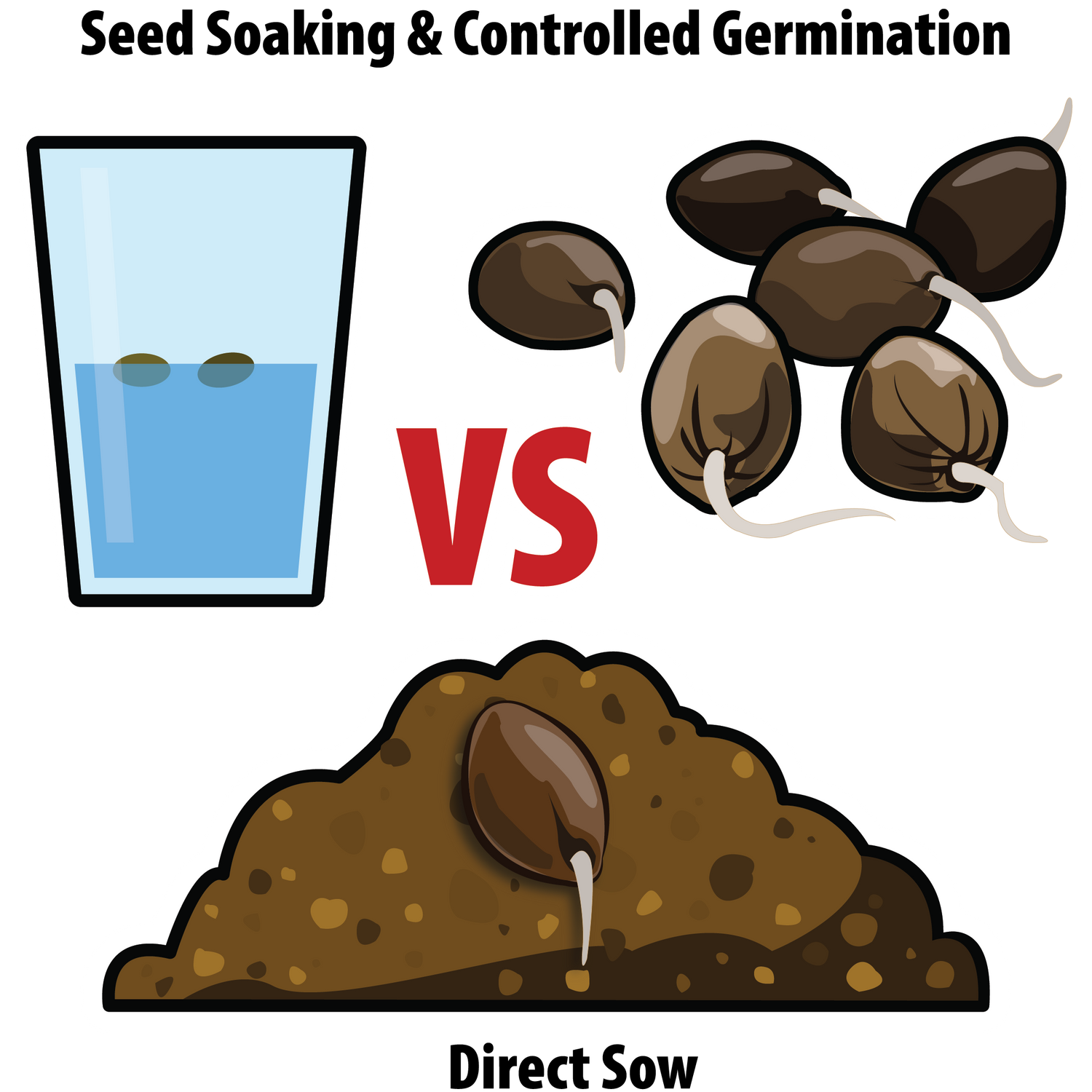 Image showing a jar half-filled with water, germinated seeds with radicles visible, and one seed with a taproot planted into the soil.