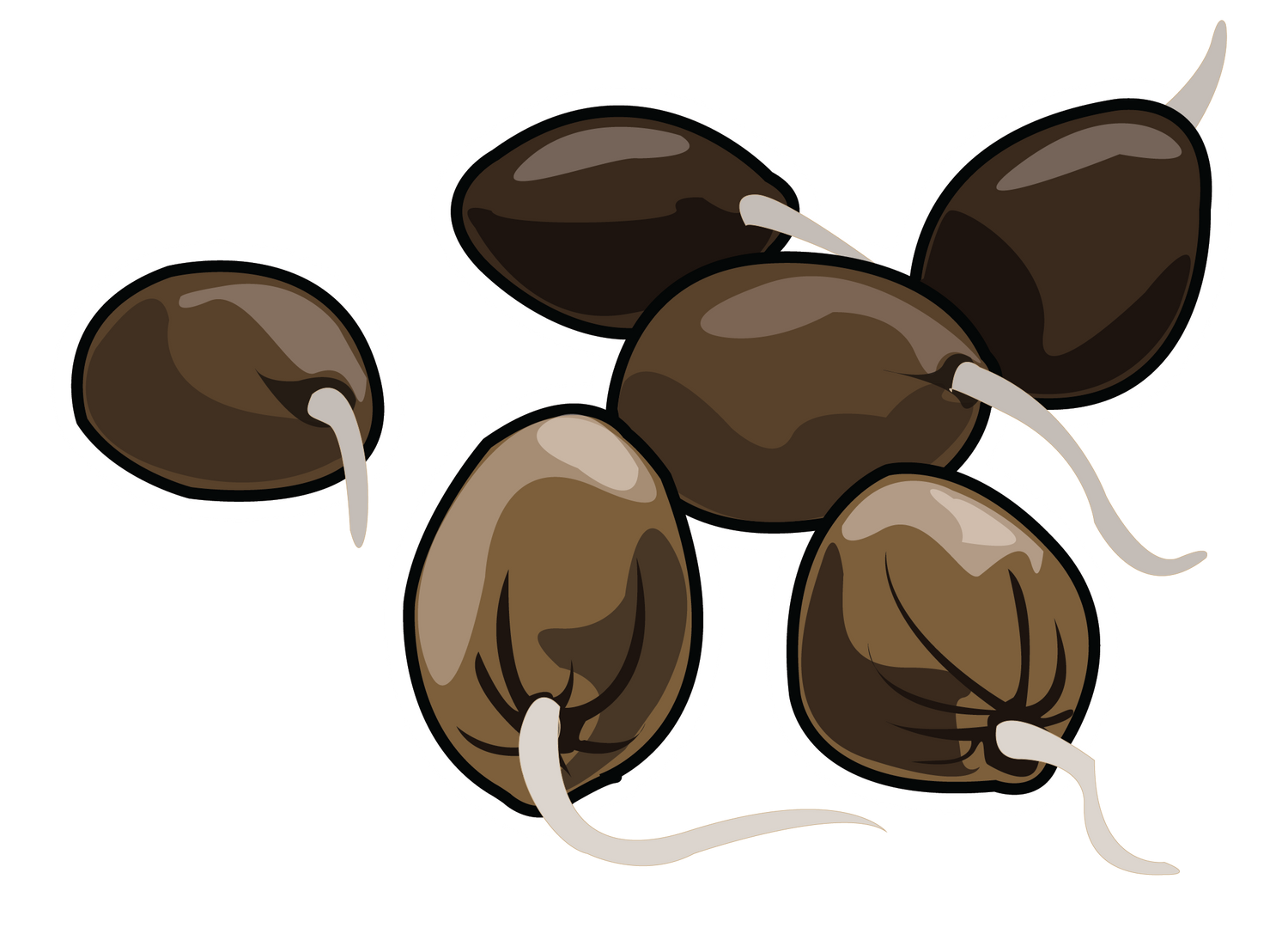 Image showing germinated seeds with taproots emerging.