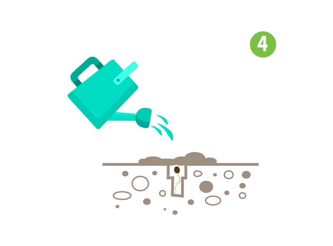 Image showing Step 4: a germinated seed placed in the prepared hole with the radicle (taproot) facing down. The hole is gently covered, and the area is lightly watered.