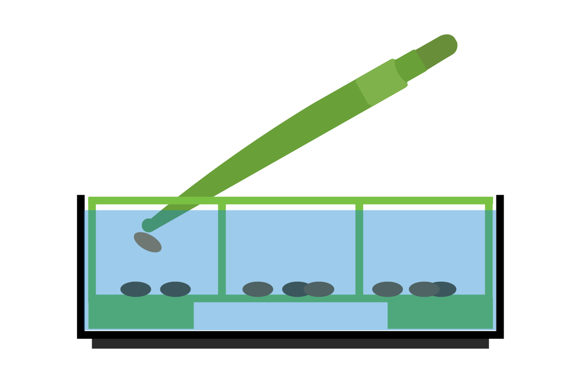 Image showing Step 2 A: how to uncover and lightly tap any remaining floating seeds with either end of the HUGGERS™ cupped seed tweezers so that the seeds sink and settle at the bottom of the strainer.