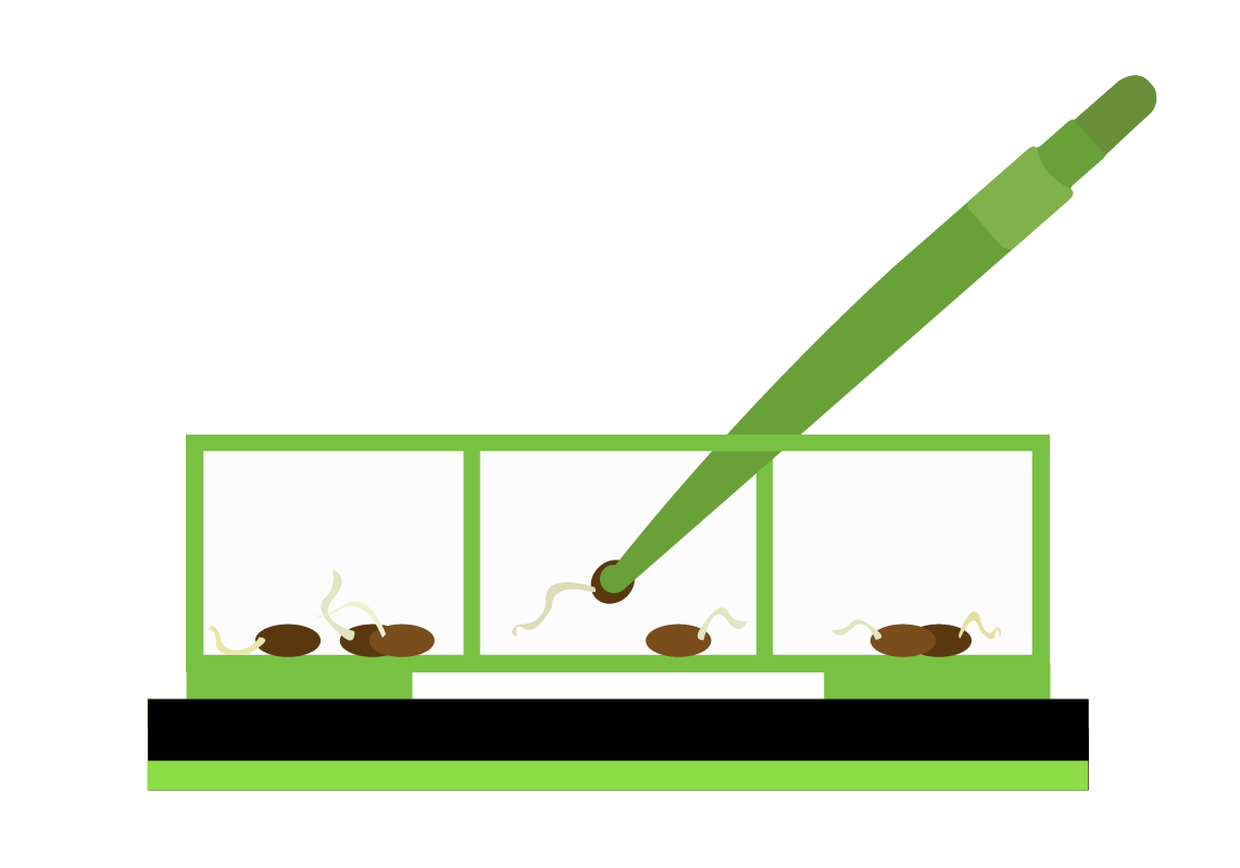 Image showing Step 2 E: the inner strainer with partitioned germinated seeds with radicles (taproots) placed in the lid, turned upside down on your workspace. The Huggers cupped seed tweezers are being used to gently remove the germinated seeds and plant them into their new home.